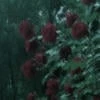 Runaway_bridee