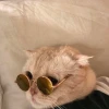 Я АБРИКОС НА ЮГЕ РОС