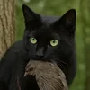 Когтезвездая