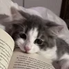 CosyClove