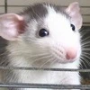 Слегка подгоревший блинчик