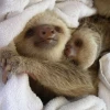 SleepingSloth