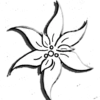 Edelweiss pallida