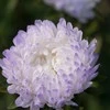 SILVER_ASTER