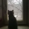 шерли велксви