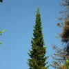 Abies Sibirica