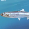 Маленький Анчоус