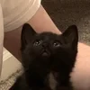 Ветка Дубовая