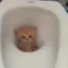 Саор