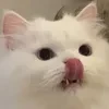 Интеллигент под прикрытием