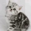 Поля Котик