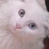 Котенок я