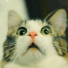 котомафия