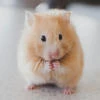 CuteHamster789