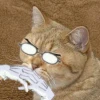 cheshire_cattus