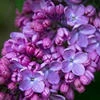 Lilac Allergy