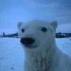 Нос в кадре