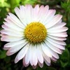 _daisy_for_you_