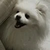 Яойный_Персик_-_Чан