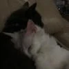 Акира_Шепс