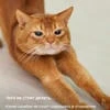 Таёжный-тигр