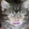 Cat_wife_meow