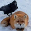 Avis Vulpes