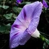 Ipomoea