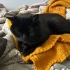 пожиратель номов