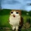 iwytsomfrn