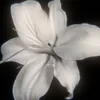 Melvixix