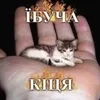дождевое незнаю