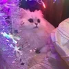 Yulya_va