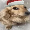 Фуфырь
