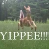 два барана в поле