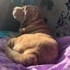 Римус Лунатик
