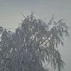 lina_sappy