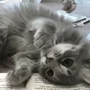 Snickers_sweet