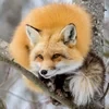 Zefirka_Foxi