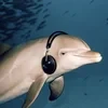 Желейный дельфин