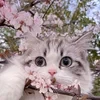 Sakura_bestie