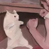Барсик по нации кот