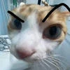 Katze_0