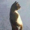 Мия Сато