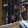 рэкетир