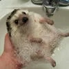 Tiny_hedgehog