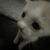 felikmiki__