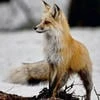 Fox Writer