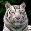 Snow_Tiger
