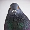 DoveorPigeon